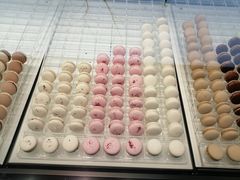 -BLACKSWAN黑天鹅(环球店)