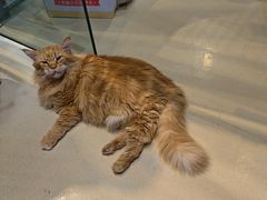 -藏猫猫咖啡主题馆(中央大道店)