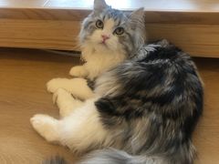 -猫腻·猫咖·撸猫馆(星光大道店)