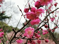 -无锡梅园公园