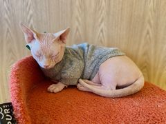 -猫腻·猫咖·撸猫馆(星光大道店)