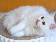 -喵zoo家庭繁育猫舍(尖东智能花园店)