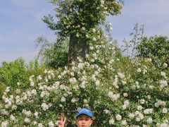 -鹅湖玫瑰文化园