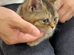 -楼上猫咖(罗湖店)
