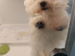 -翊宠yipet猫狗购宠庄园犬舍•猫舍