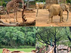 -杭州野生动物世界