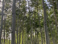 -仁和公园(顺义区)