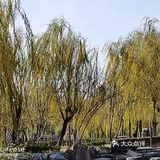 人们也是不惧寒冬，在这金色的花园里