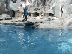 -帝企鹅自助餐厅•儿童岛•真企鹅(长隆企鹅酒店)