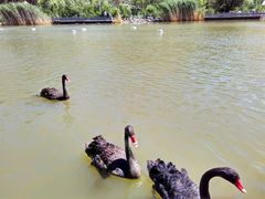 -新疆天山野生动物园