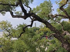 -江心屿景区