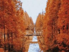 -黄海国家森林公园