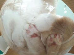-飞行喵MR PILOT|猫舍·猫咖(静安大融城店)