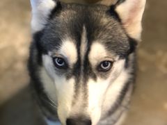 -more than meow吴止猫主题餐厅(承德 中船汇店)