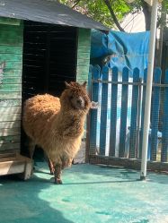 -萌宠亲子动物乐园(槐房万达店)