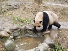 -都江堰中华大熊猫苑