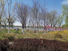-大兴滨河森林公园