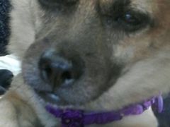 -瑞派福兴宠物医院犬猫全科·骨科·中西医结合(河东店)