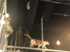 -松果猫咖(桐乡吾悦金街店)