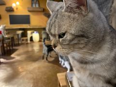 -猫猫幼稚园·撸猫·桌游·电玩