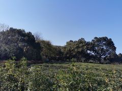 -中国茶叶博物馆(双峰馆区)