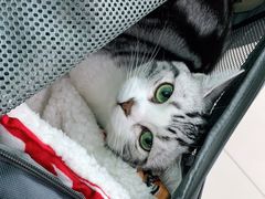 -纳吉亚猫专科动物医院博雅分院