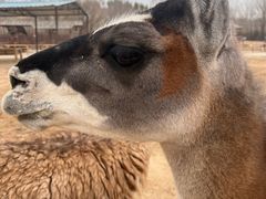 -鄂尔多斯野生动物园