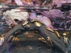 -上海大自然野生昆虫馆(东方明珠·爬宠昆虫探索中心)