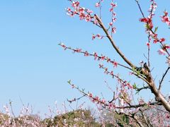 -广富林郊野公园