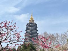 -红梅公园