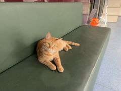 -顺强宠物诊所·狂犬免疫·夜诊·骨科(嘉定店)