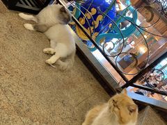 -more than meow吴止猫主题餐厅(承德 中船汇店)