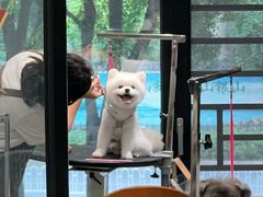 -樱桃家的宠物店(君安花园店)