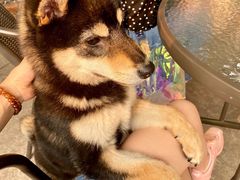 -柴犬高等学院·狗咖·柴犬售卖·宠物训练