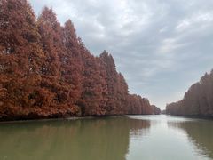 -上海海湾国家森林公园