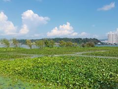 -洱海月湿地公园