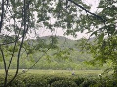 -中国茶叶博物馆(双峰馆区)