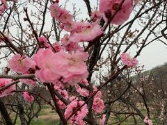 -林屋梅海青梅保护基地