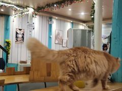 -猫小院猫主题咖啡厅(北锣店)