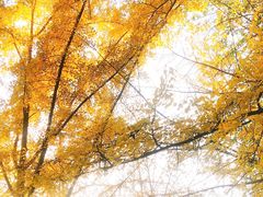 -三里屯东五街银杏大道