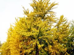 -辽宁大学(崇山校区)