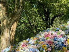 -上海共青森林公园