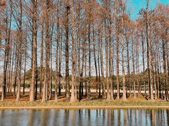 -上海共青森林公园