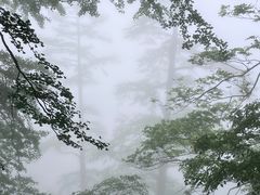 -天目山大树王景区