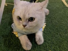 -叶老大肥肠