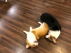 -柯斗斗主题餐厅·狗咖·围炉煮茶·茶饮(国瑞升平里店)