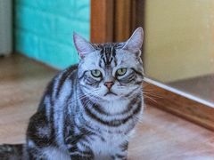 -猫的茶·猫咖