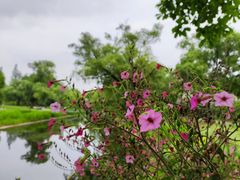 -上海共青森林公园