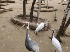-哈尔滨北方森林动物园