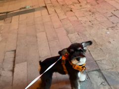 -FAELING PETS美天灵宠物(富力广场店)